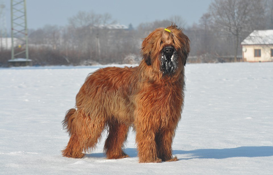 briard Echo of the Future Moravia Campanella