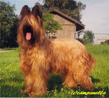 briard ELFI JESED