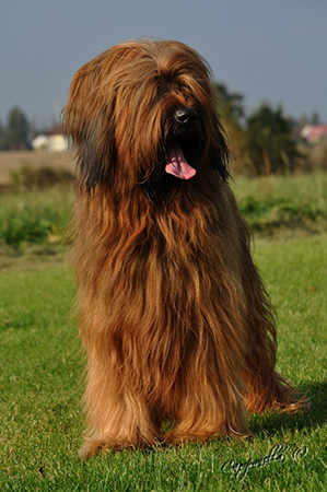 tata briard