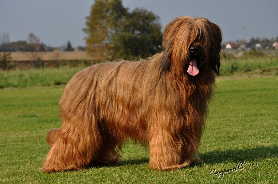 briard ESPECIALLY FOR YOU des Plaines de Brotonne