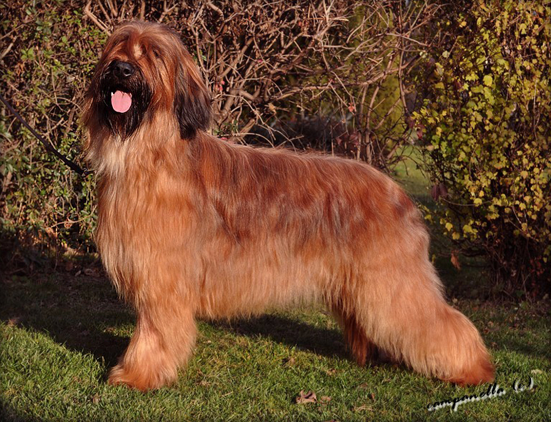 briard I'M BEST STAR of Moravia Campanella