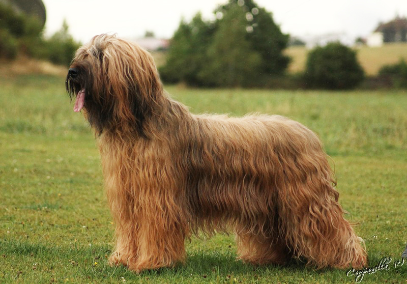 briard Kala of Spanish Romance Moravia Campanella