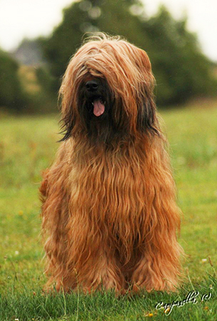 tata briard