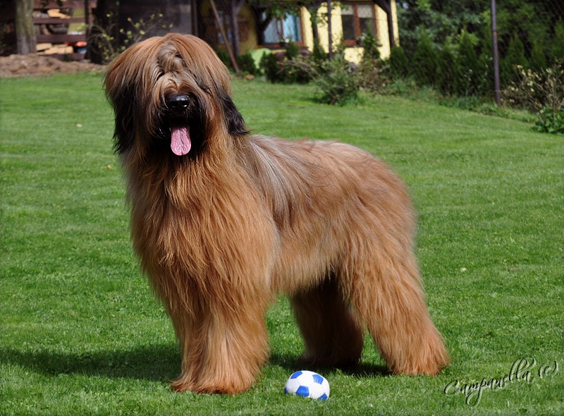 briard KING OF POP Moravia Campanella