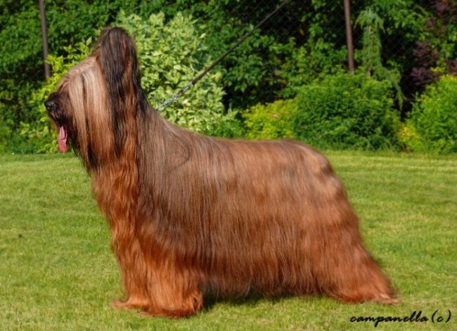 briard MANNEQUIN TASJA Moravia Campanella