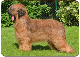 Beauty Moravia Campanella - briard