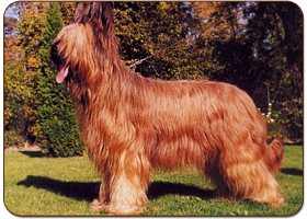 Charming Charisma Moravia Campanella - briard