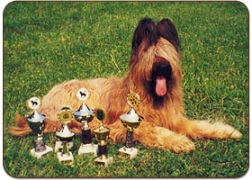 Elfi Jesed - briard