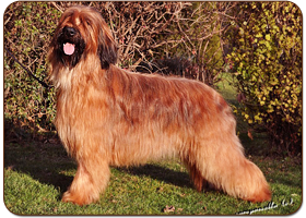 I'm Best Star of Moravia Campanella - briard