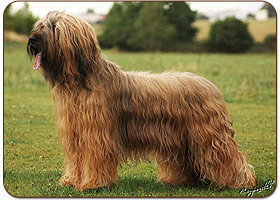 Kala of Spanish Romance Moravia Campanella - briard