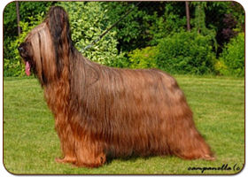 Mannequin Tasja Moravia Campanella - briard