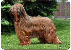 No Chance To Lose Romance Moravia Campanella - briard