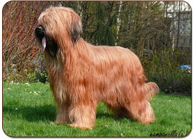 Rafaella Chic Moravia Campanella - briard