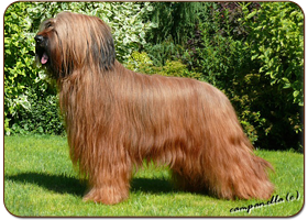 Viva la Diva of Moravia Campanella - briard