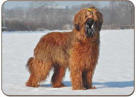 Echo of the Future Moravia Campanella - briard