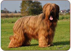 Especially For You des Plaines de Brotonne - briard