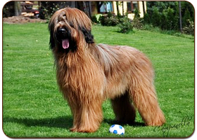 King of Pop Moravia Campanella - briard