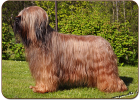 Usually The Best Moravia Campanella - briard
