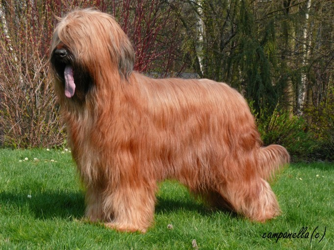 briard RAFAELLA CHIC Moravia Campanella