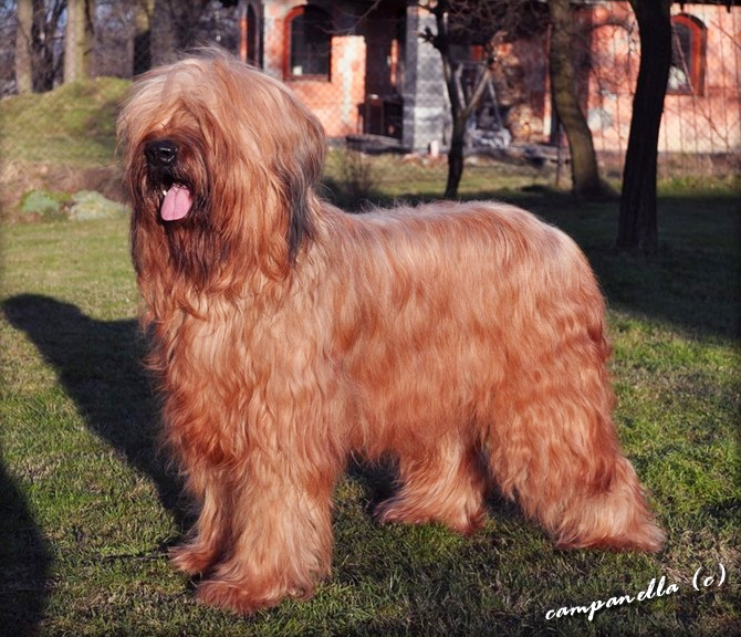 briard SMILE TO ME Moravia Campanella