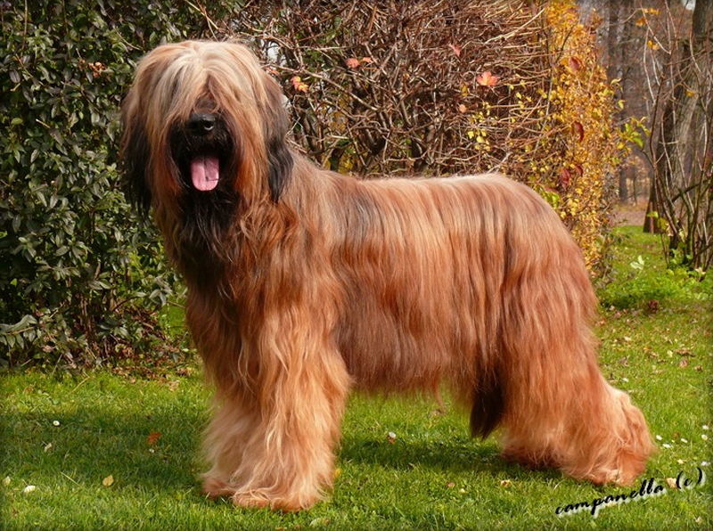 briard UNE ASTRE MAGNIFIQUE Moravia Campanella