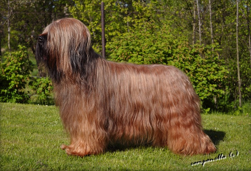 briard USUALLY THE BEST Moravia Campanella