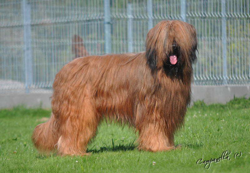 briard VAMPIRES  KISS Moravia Campanella