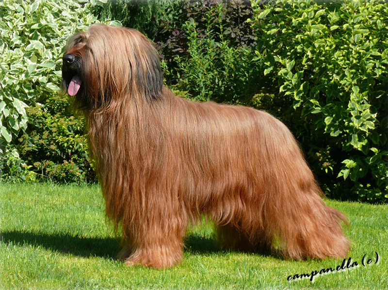 briard VIVA LA DIVA of Moravia Campanella