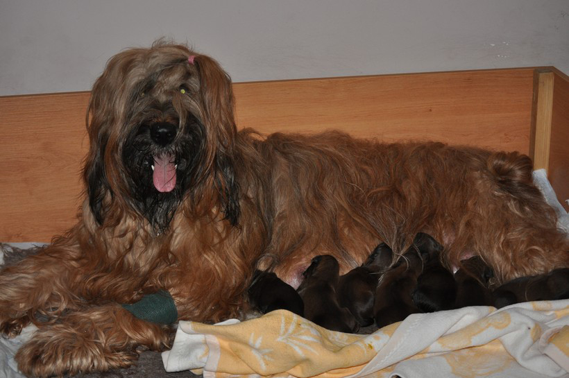 briard tata